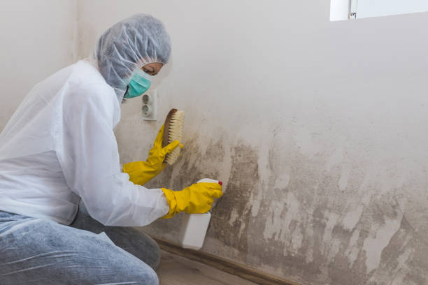 Best Attic Mold Removal  in Vale, OR