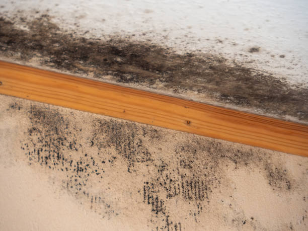 Best Indoor Air Quality Assessment  in Vale, OR
