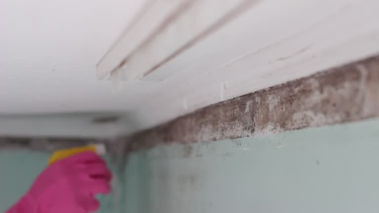 Best Post-Construction Mold Inspection  in Vale, OR